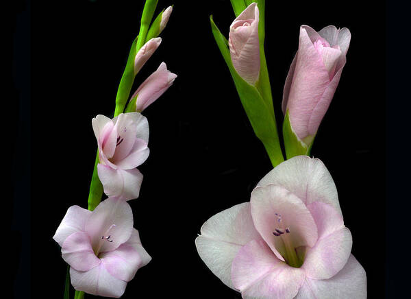 Gladiolus Art Print featuring the photograph Glorious Gladiolus. by Terence Davis