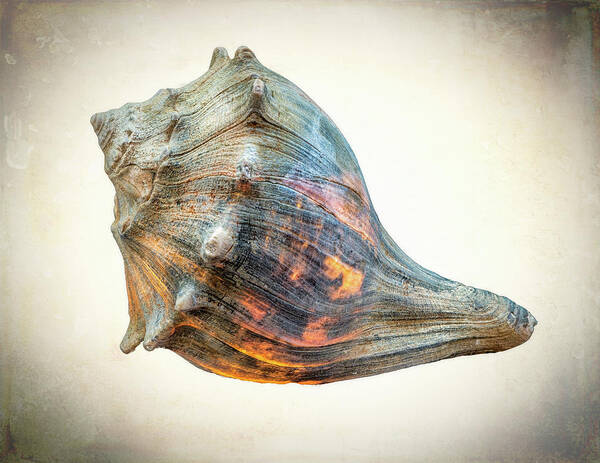 Shell Art Print featuring the photograph Glowing Conch Shell by Gary Slawsky