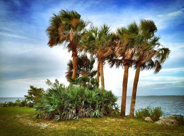 Tropical Palm Trees Art Print featuring the photograph God's Nest by Carlos Avila