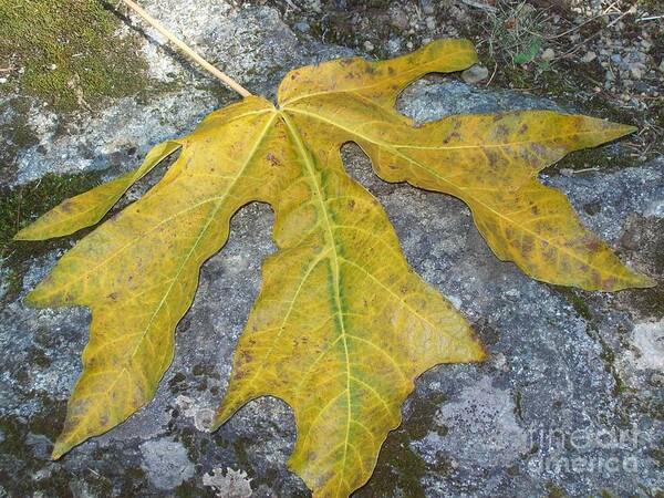 Autumn Art Print featuring the photograph Golden Autumn Leaf by Carol Riddle