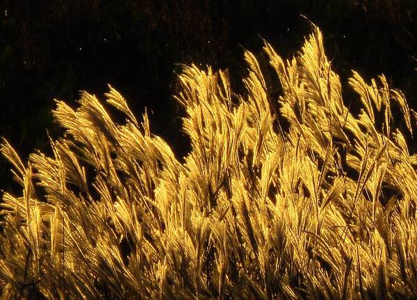 Grasses Art Print featuring the photograph Golden Grasses at Sunset by Lori Frisch