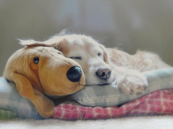 Golden Retriever Art Print featuring the photograph Golden Retriever Dog Sleeping with my Friend by Jennie Marie Schell