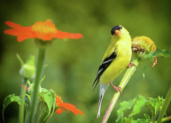 Goldfinch Art Print featuring the photograph Goldfinch Feeding in a Garden by Rodney Campbell
