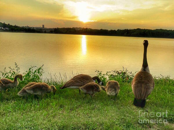 Geese Art Print featuring the photograph Goose Family Enjoying Sunset by Beth Myer Photography