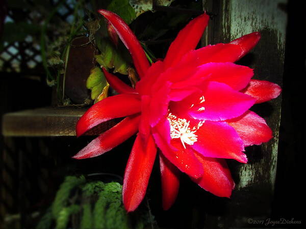 Cacti Art Print featuring the photograph Gorgeous Cactus Blossom by Joyce Dickens