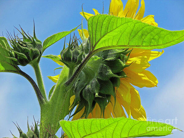 Flower Art Print featuring the photograph Gospel Flat Sunflower #2 by Joyce Creswell