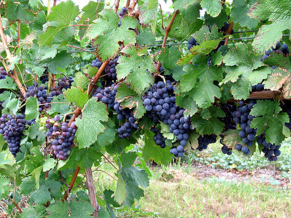 Purple Art Print featuring the photograph Grapes by Laura Kinker