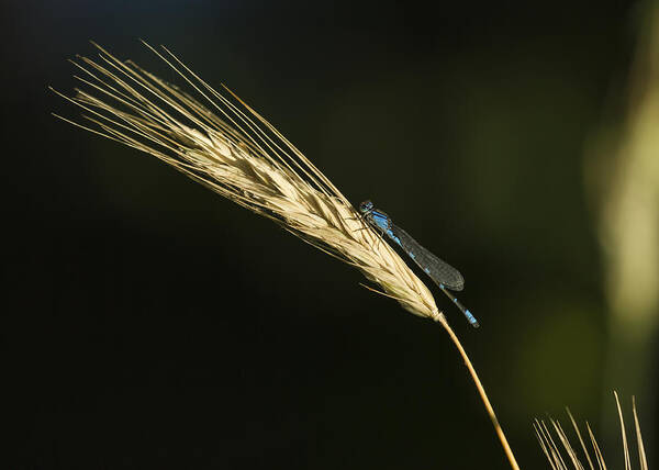 Enallagma Cyathigerum (common Blue Damselfly Art Print featuring the photograph Grass with Blue Damsel by Thomas Young