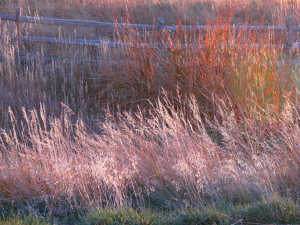 Grasses Art Print featuring the photograph Grasses 1 by Diana Douglass
