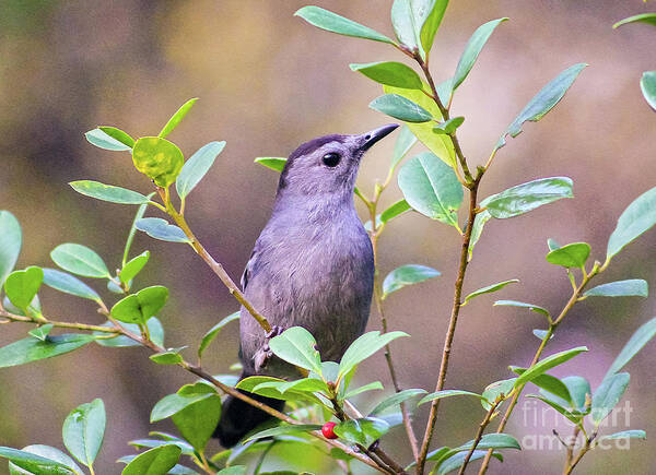 Nature Art Print featuring the photograph Gray Catbird Posing by DB Hayes
