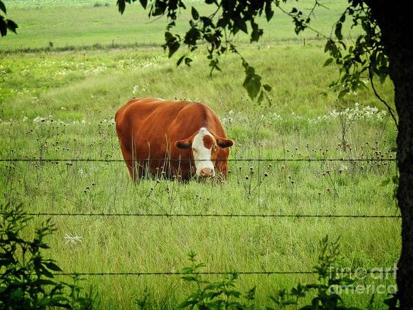 Cow Art Art Print featuring the photograph Grazing Cow by Ella Kaye Dickey