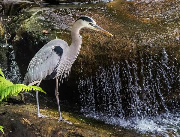 Nature Art Print featuring the photograph Great Blue Heron by Ed Clark