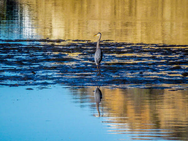 Great Blue Heron Art Print featuring the photograph Great Blue Heron by Pamela Newcomb