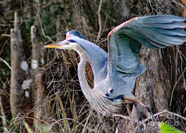 Nature Art Print featuring the photograph Great Blue Heron - Signed by DB Hayes