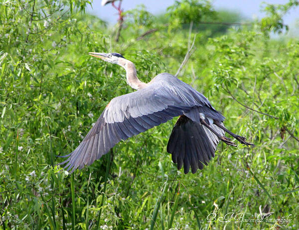 Great Blue Heron Art Print featuring the photograph Great Blue Heron Takeoff by Barbara Bowen