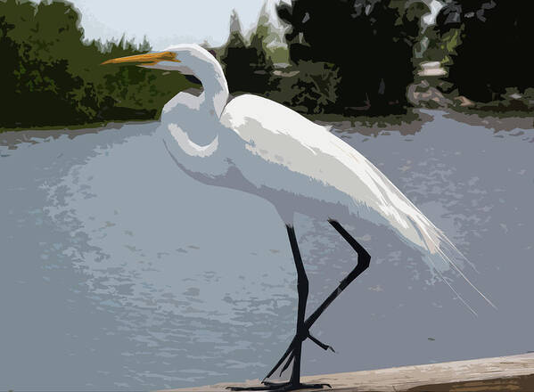 Great Art Print featuring the painting Great Egret  Ardea alba by Allan Hughes