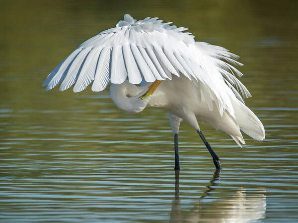 Great Art Print featuring the photograph Great Egret Preening 8821-102317-2 by Tam Ryan