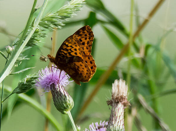 Great Spangled Fritillary Art Print featuring the photograph Great Spangled Fritillary by Holden The Moment