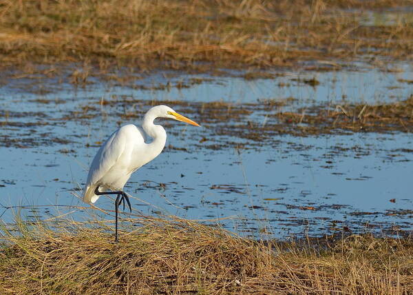 Great White Heron Art Print featuring the photograph Great White Heron by Carla Parris