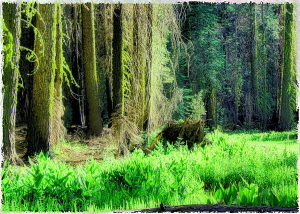 Landscape Art Print featuring the photograph Green Forest by Michael Cleere