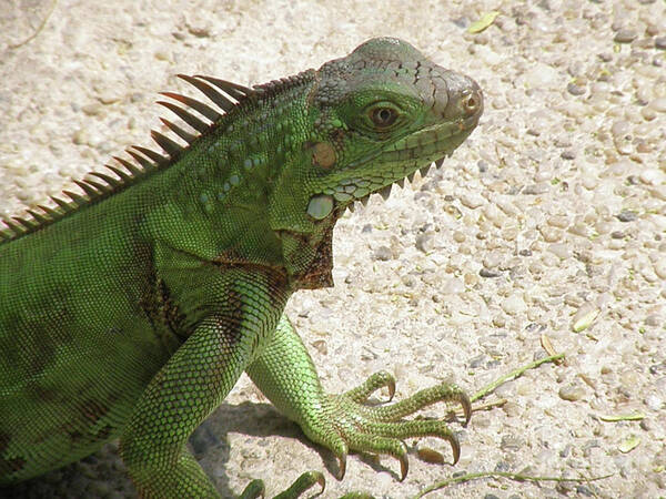 Iguana Art Print featuring the photograph Green Iguana on a Pathway by DejaVu Designs