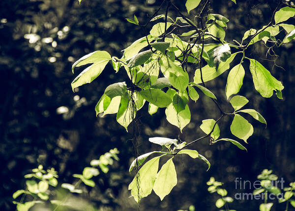 Foliage Art Print featuring the photograph Green Mood 2 by Andrea Anderegg