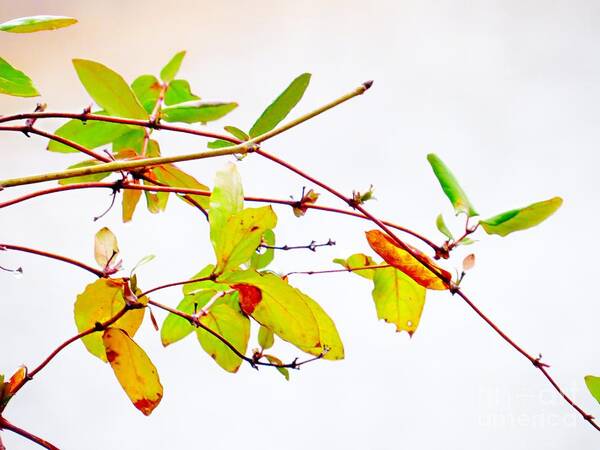 Green Twig Twigs Photo Photograph Leaf Leaves Landscape Lake Simple Plain Color Art Print featuring the digital art Green Twigs and Leaves by Craig Walters