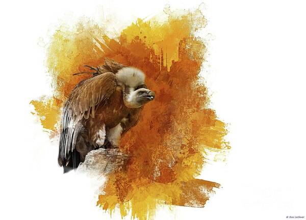 Griffon Vulture Art Print featuring the photograph Griffon Vulture by Eva Lechner