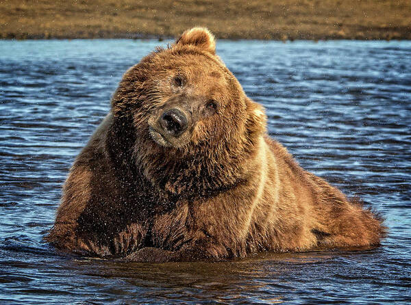 Grizzly Art Print featuring the photograph Grizzly Bear Bathtime by Steven Upton