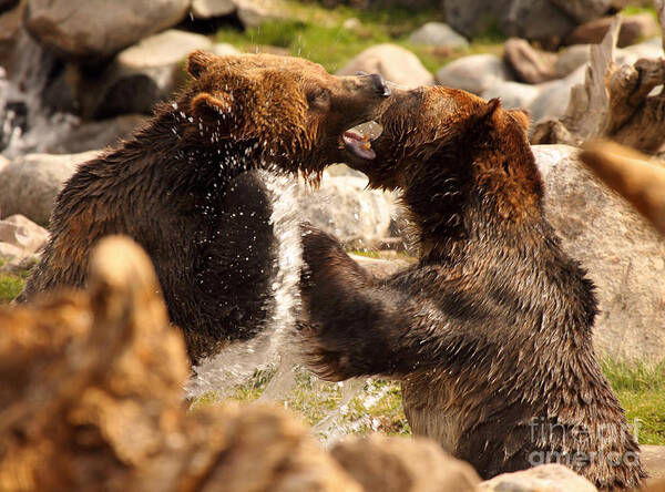 Behavior Art Print featuring the photograph Grizzly Bears In A Battle Of Tooth And Claw by Max Allen
