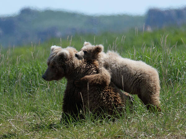 Wildlife Art Print featuring the digital art Grizzly Mother And a Cub in Katmai National Park by Lena Owens - OLena Art Vibrant Palette Knife and Graphic Design