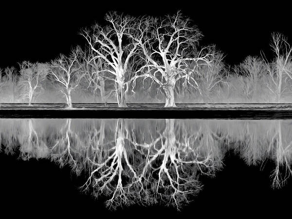 Trees Art Print featuring the photograph Growing Old Together - The Negative by Nikolyn McDonald