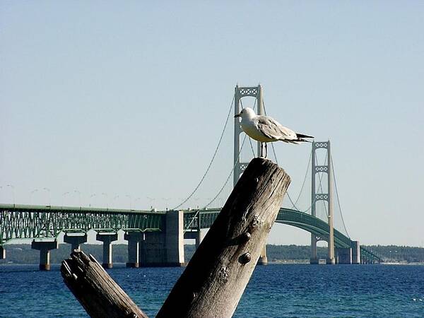 Mackinac Bridge Art Print featuring the photograph Gull and Mackinac Bridge by Keith Stokes