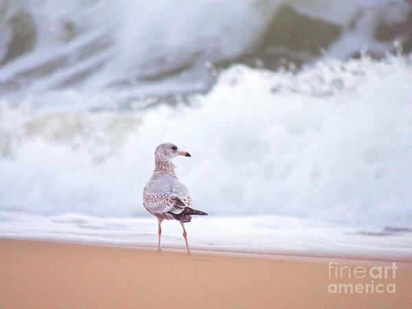 Seagull Art Print featuring the photograph Gull and the Sea by Rachel Morrison