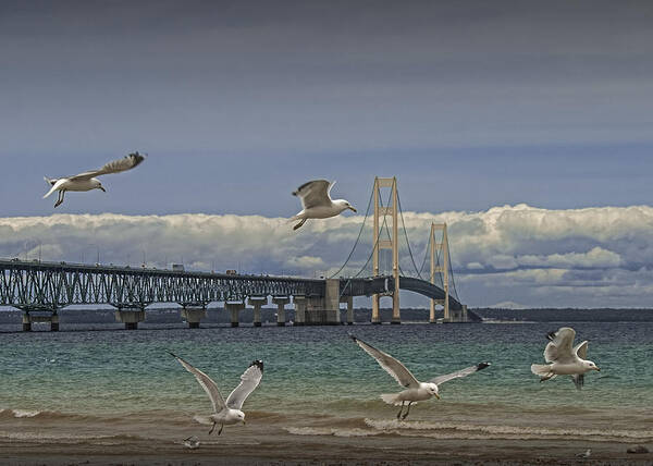 Bird Art Print featuring the photograph Gulls Flying by the Bridge at the Straits of Mackinac by Randall Nyhof