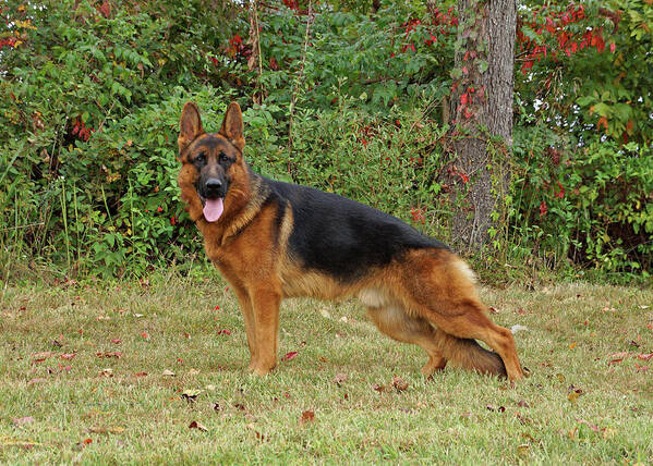 German Shepherd Art Print featuring the photograph Handsome Rocco by Sandy Keeton