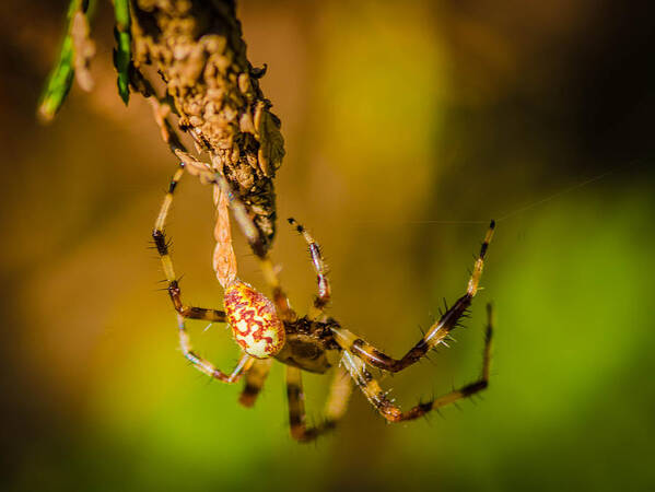 Spider Art Print featuring the photograph Hanging on a Thread by Bruce Pritchett