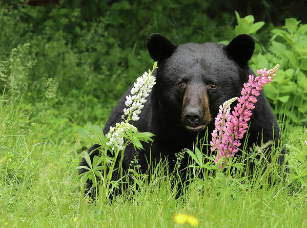 Bear Art Print featuring the photograph Hanging Out in the Lupine by Duane Cross