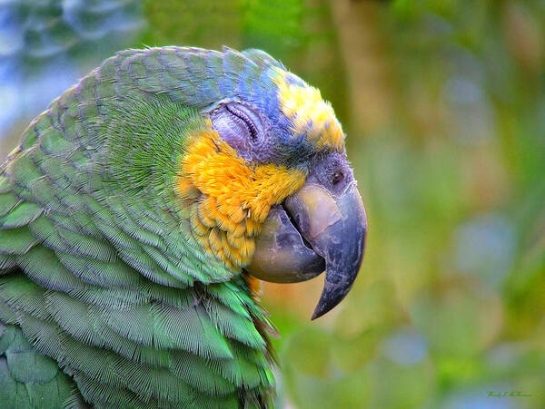 Parrot Canvas Prints Art Print featuring the photograph Happy 2 by Wendy McKennon