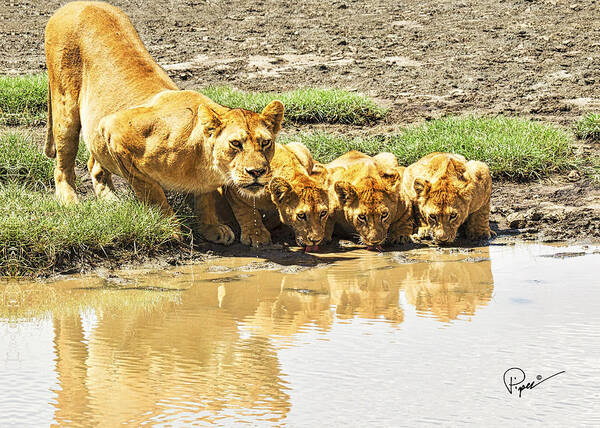 Lions Art Print featuring the photograph Happy Hour by PiperAnne Worcester