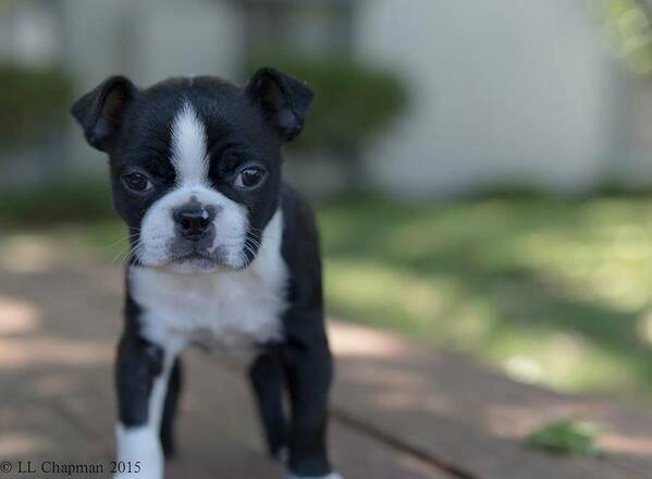 Puppy Art Print featuring the photograph Harley as a Puppy by Lora Lee Chapman