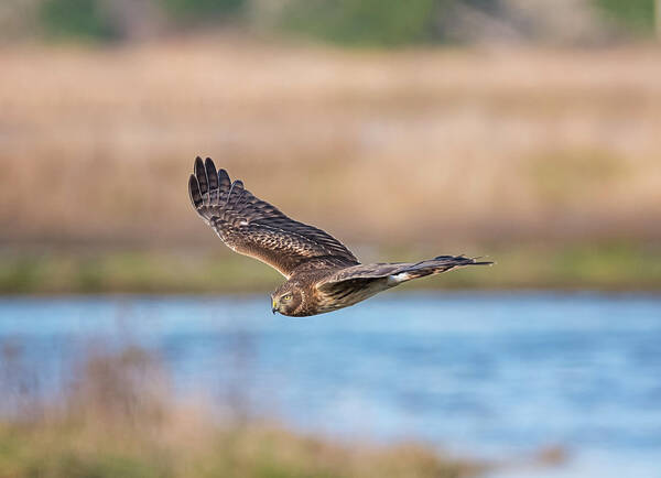 Loree Johnson Photography Art Print featuring the photograph Harrier Over the Marsh by Loree Johnson