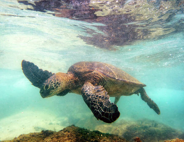 #faatoppicks Art Print featuring the photograph Hawaiian Green Sea Turtle by Christopher Johnson