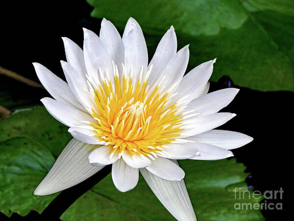 Lily Art Print featuring the photograph Hawaiian White Water Lily by Sue Melvin