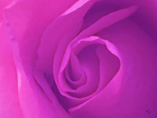 Soft Lavender Art Print featuring the photograph Heart of the Rose by Marian Lonzetta