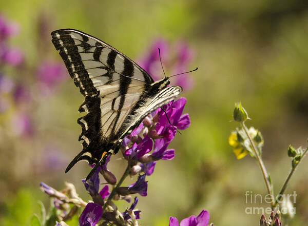 Butterfly Art Print featuring the photograph Heaven Sent by Kelly Black