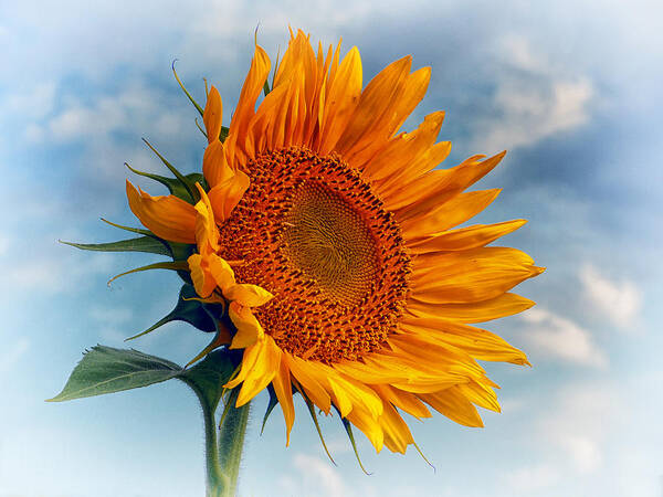 Sunflower Art Print featuring the photograph Helianthus annuus Greeting the Sun by Bill Swartwout