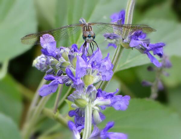 Dragonfly Art Print featuring the photograph Here's Looking At You Kid by Carolyn Mickulas
