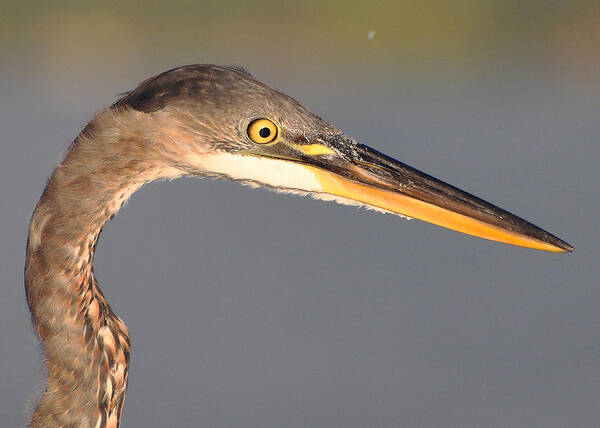 Great Blue Heron Art Print featuring the photograph Heron Profile by Carl Olsen