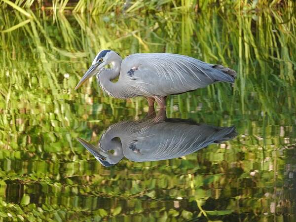Jane Ford Art Print featuring the photograph Heron's Reflection by Jane Ford